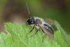 Andrena sp.